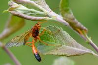 Opheltes glaucopterus