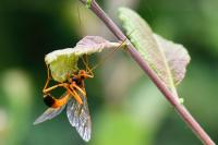 Opheltes glaucopterus