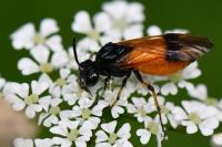 Arge cyanocrocea