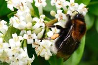Bombus hypnorum