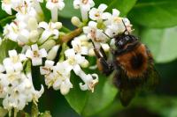 Bombus hypnorum