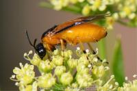 Arge ochropus