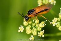 Arge ochropus