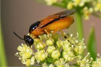 Arge ochropus