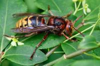 Vespa crabro