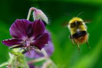 Bombus pratorum