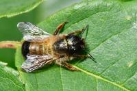 Osmia bicornis