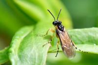 Athalia cordata