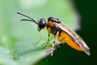 Athalia cordata
