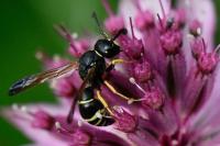 Odynerus spinipes