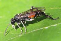 Macrophya militaris