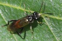 Macrophya militaris