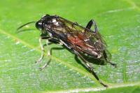 Macrophya militaris