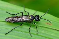 Tenthredo mesomela
