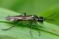 Tenthredo mesomela