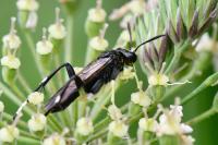 Macrophya montana