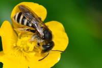 Halictus scabiosae