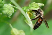 Andrena florea