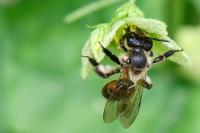 Andrena florea