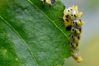 Nematus septentrionalis