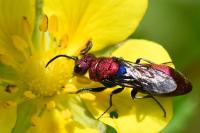 Chrysura cuprea