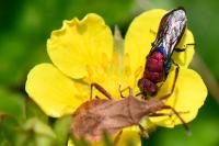 Chrysura cuprea