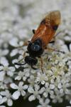 Arge melanochra