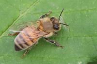 Apis mellifera