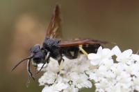 Cephaledo bifasciata