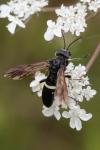 Cephaledo bifasciata
