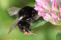 Bombus lapidarius