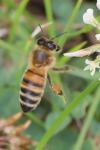 Apis mellifera