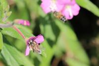 Apis mellifera