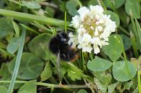 Bombus lapidarius