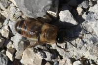 Apis mellifera