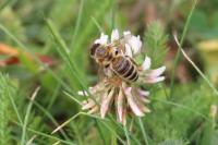 Apis mellifera