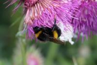 Bombus terrestris/lucorum