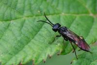 Emphytus laticinctus