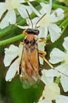 Athalia rosae
