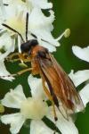 Athalia rosae