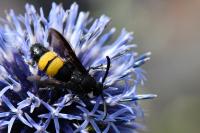 Scolia hirta