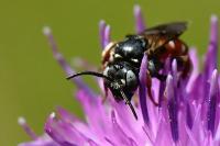 Epeoloides coecutiens