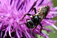 Epeoloides coecutiens