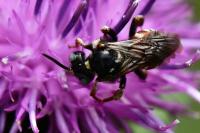 Epeoloides coecutiens
