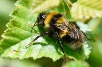 Bombus hortorum
