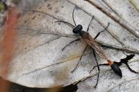 Ammophila sabulosa