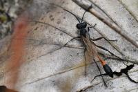 Ammophila sabulosa
