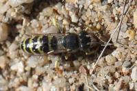 Bembix oculata