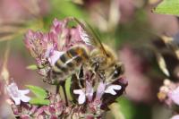 Apis mellifera