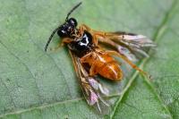 Selandria serva